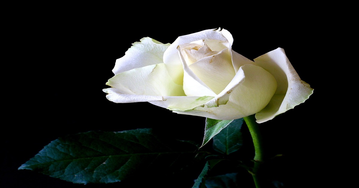 Rose Day _White Rose